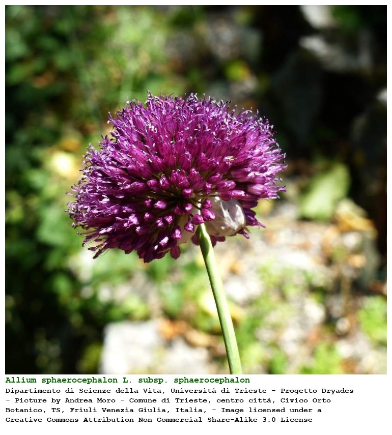 Allium sphaerocephalon L. subsp. sphaerocephalon